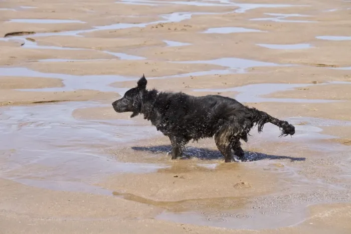Framed Print : Flat coated Retriever bitch shaking water after being in the sea Framed Print : Flat coated Retriever bitch shaking water after being in the sea