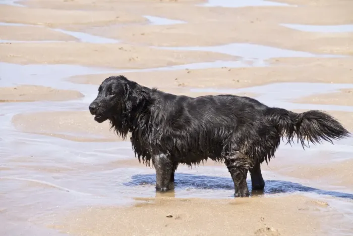 Framed Print : Flat coated Retriever standing in sea water on beach Framed Print : Flat coated Retriever standing in sea water on beach