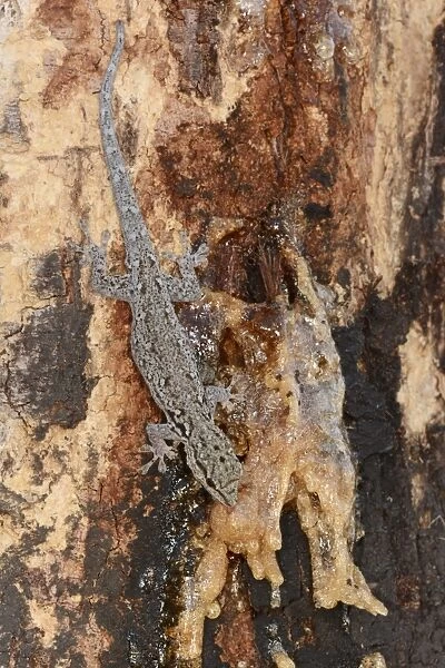 Flat-headed House Gecko (Hemidactylus platycephalus) adult, feeding on solidified sap of acacia tree, Kafue N. P