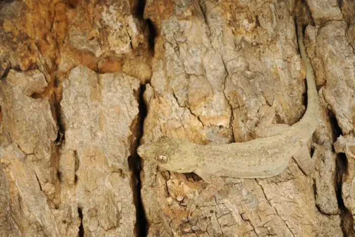 Framed Print : Flat-headed House Gecko (Hemidactylus platycephalus) adult, camouflaged on bark, Ruaha N. P. Tanzania Framed Print : Flat-headed House Gecko (Hemidactylus platycephalus) adult, camouflaged on bark, Ruaha N. P. Tanzania