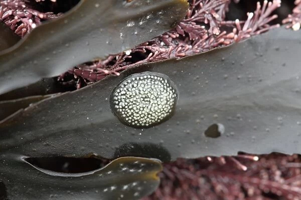 Flat Periwinkle (Littorina obtusata) eggs, attached to wrack frond, Kimmeridge, Isle of Purbeck, Dorset, England, March