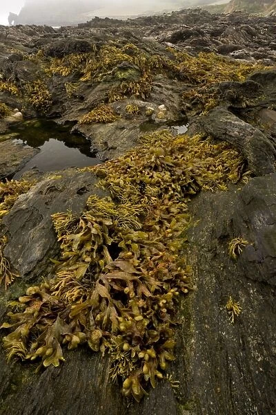 Flat Wrack (Fucus spiralis) exposed on rocks in rockpool habitat at low tide, Prawle Point, South Devon, England
