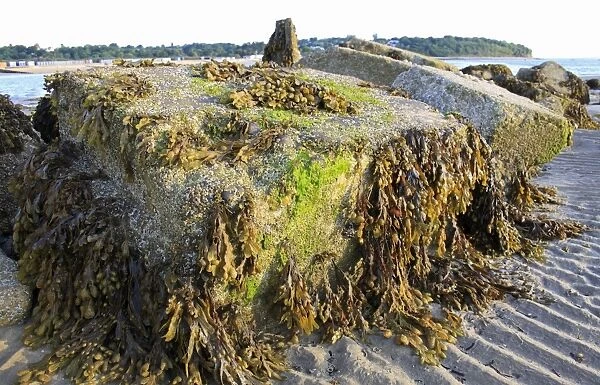 Flat Wrack (Fucus spiralis) fronds, on exposed rocks at low tide, Bembridge, Isle of Wight, England, june