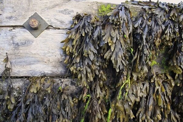 Flat Wrack (Fucus spiralis) fronds, on exposed groyne at low tide, Bembridge, Isle of Wight, England, june