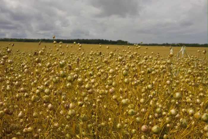 Framed Print : Flax (Linum usitatissimum) crop, ripe seedpods in field ready for harvest, Northbourne, Kent, England, july Framed Print : Flax (Linum usitatissimum) crop, ripe seedpods in field ready for harvest, Northbourne, Kent, England, july