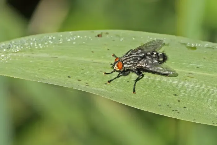 Framed Print : Flesh Fly (Sarcophaga carnaria) adult, resting on leaf, Norfolk, England, september Framed Print : Flesh Fly (Sarcophaga carnaria) adult, resting on leaf, Norfolk, England, september