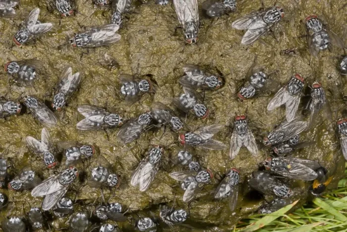 Framed Print : Flesh Fly (Sarcophaga sp. ) adults, mass covering cow dung, Auvergne, France, July Framed Print : Flesh Fly (Sarcophaga sp. ) adults, mass covering cow dung, Auvergne, France, July