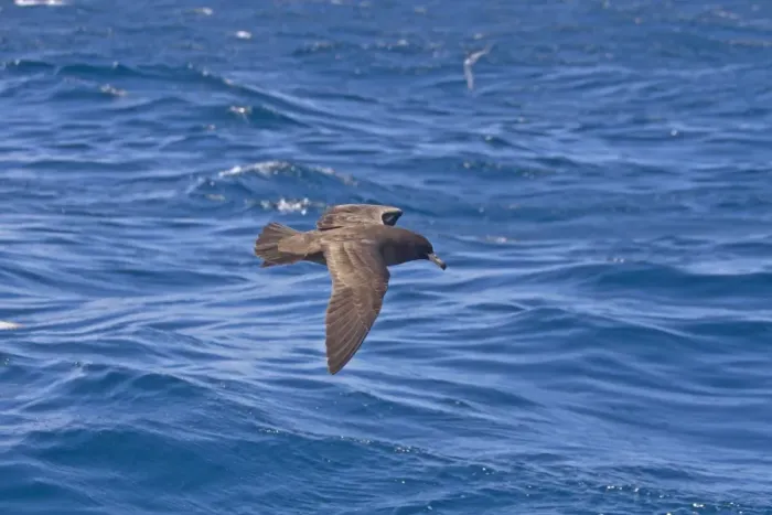 Framed Print : Flesh-footed Shearwater (Puffinus carneipes) adult, in flight over sea, New Zealand, november Framed Print : Flesh-footed Shearwater (Puffinus carneipes) adult, in flight over sea, New Zealand, november