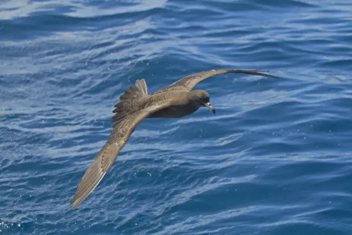 Framed Print : Flesh-footed Shearwater (Puffinus carneipes) adult, in flight over sea, New Zealand, november Framed Print : Flesh-footed Shearwater (Puffinus carneipes) adult, in flight over sea, New Zealand, november