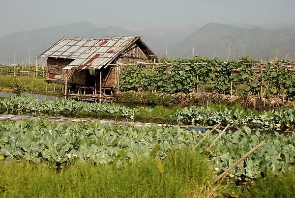 Floating vegetable gardens, Inle Lake, Shan State, Myanmar, January