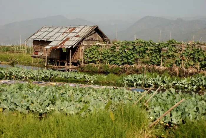 Framed Print : Floating vegetable gardens, Inle Lake, Shan State, Myanmar, January Framed Print : Floating vegetable gardens, Inle Lake, Shan State, Myanmar, January