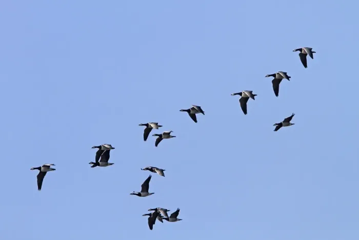 Framed Print : Flock of Barnacle geese flying on Islay Framed Print : Flock of Barnacle geese flying on Islay