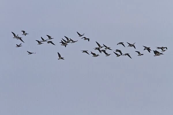 flock of barnacle geese on Islay