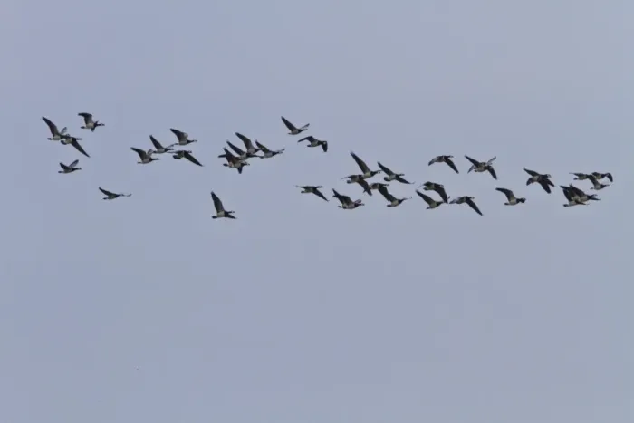 Framed Print : flock of barnacle geese on Islay Framed Print : flock of barnacle geese on Islay