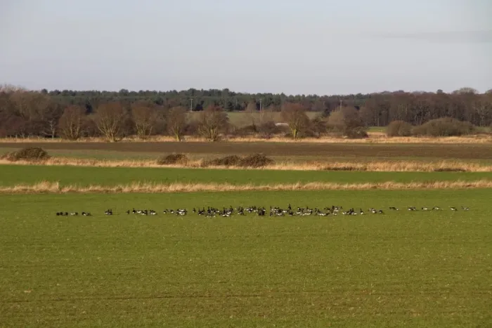 Framed Print : Flock of Brent Geese feeding in field of winter wheat