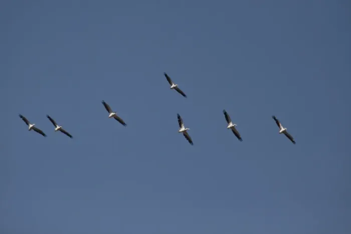 Framed Print : Flock of Eastern or Great White Pelicans - Okavango Delta, Botswana Framed Print : Flock of Eastern or Great White Pelicans - Okavango Delta, Botswana