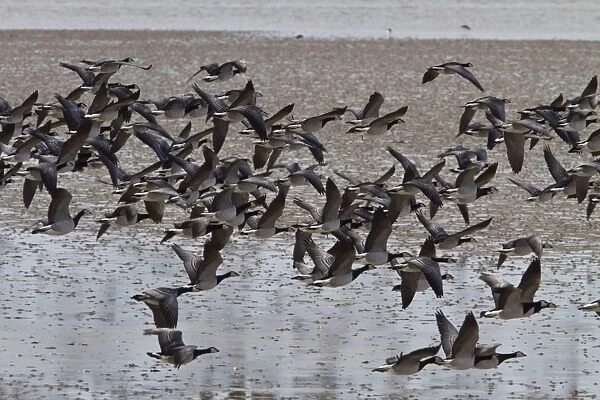 Flock of flying Barnacle Geese on Islay - Scotland