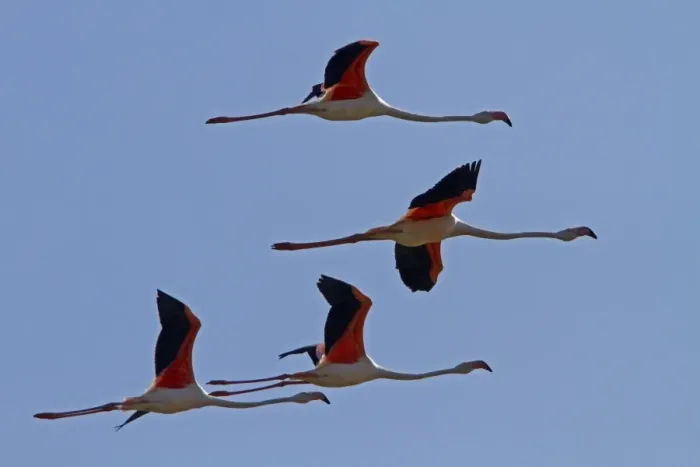 Framed Print : Flock of Greater Flamingos flying, Coto Donana, Spain Framed Print : Flock of Greater Flamingos flying, Coto Donana, Spain
