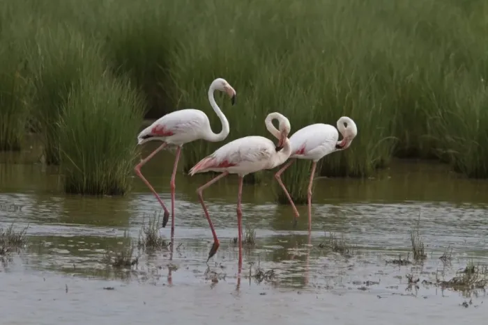 Framed Print : Flock of Greater Flamingos wading in marsh land, Coto Donana, Spain