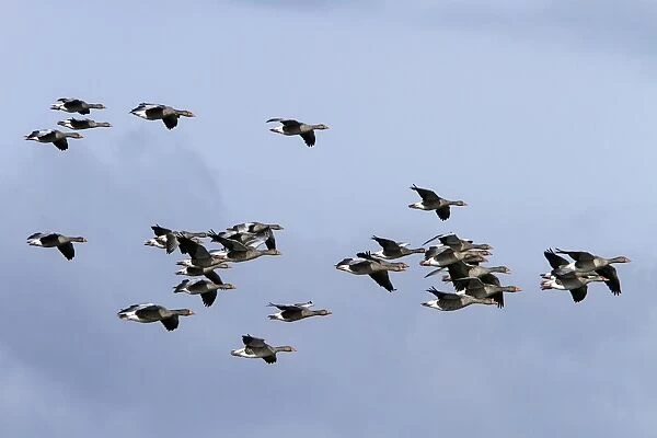 Flock of Greylag Geese flying North Norfolk