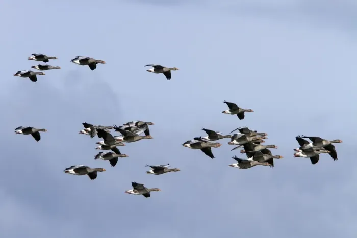 Framed Print : Flock of Greylag Geese flying North Norfolk
