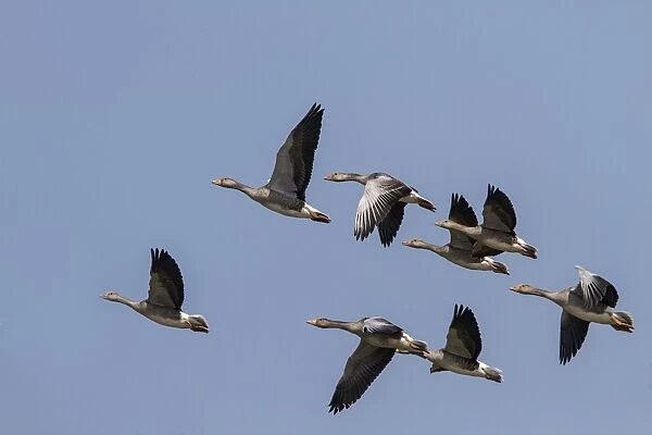 Flock of Greylag Geese flying - North Norfolk Summer