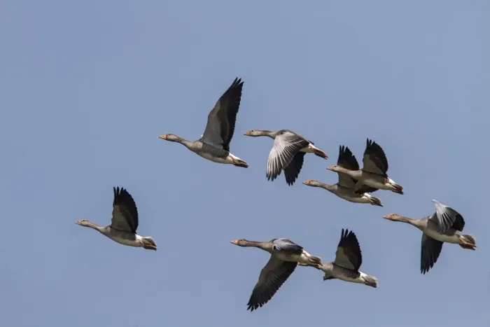 Framed Print : Flock of Greylag Geese flying - North Norfolk Summer Framed Print : Flock of Greylag Geese flying - North Norfolk Summer