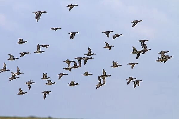 Flock of mainly Teal with a few Wigeon flying, North Norfolk