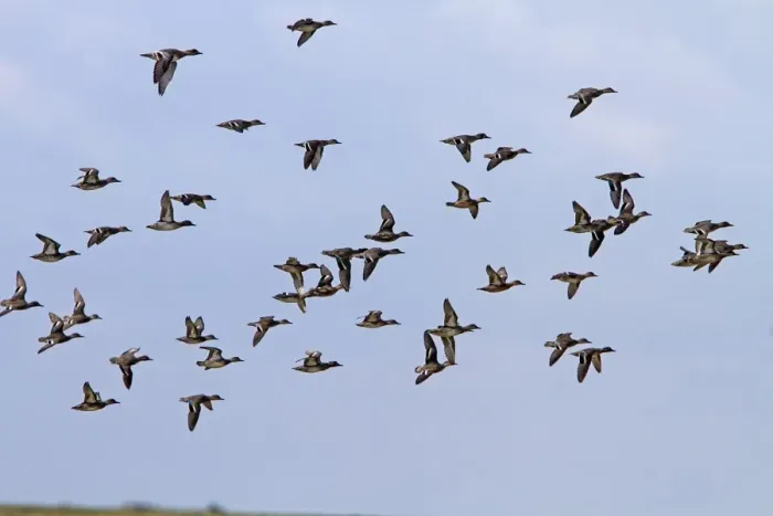 Framed Print : Flock of mainly Teal with a few Wigeon flying, North Norfolk Framed Print : Flock of mainly Teal with a few Wigeon flying, North Norfolk