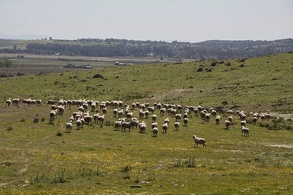 Flock of Merino Sheep - Extremadura Spain