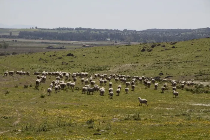 Framed Print : Flock of Merino Sheep - Extremadura Spain Framed Print : Flock of Merino Sheep - Extremadura Spain