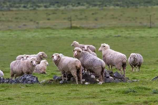 Flock of Merino Sheep - Extremadura Spain