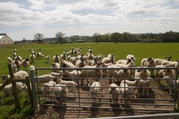 Framed Print : flock of sheep wait at field gate Framed Print : flock of sheep wait at field gate