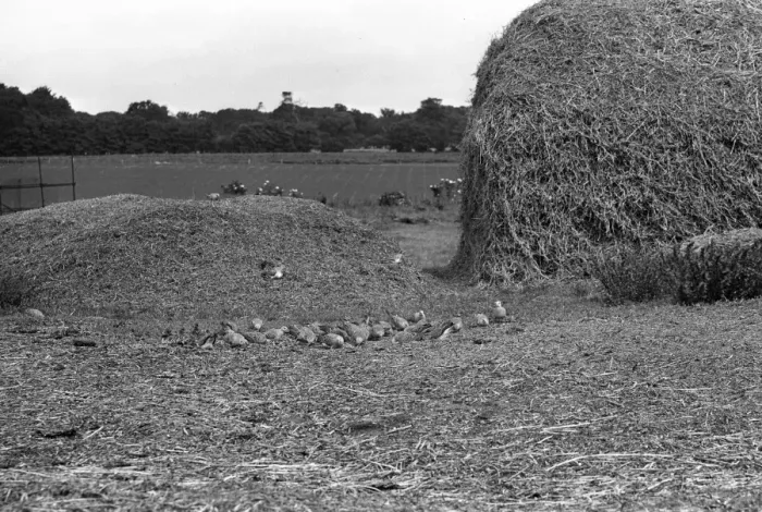 Framed Print : Flock of Turtle Doves - Staverton 1945 Framed Print : Flock of Turtle Doves - Staverton 1945