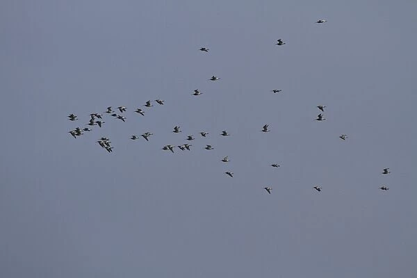 Flock of winter Eurasian Curlew flying over marshland north Norfolk