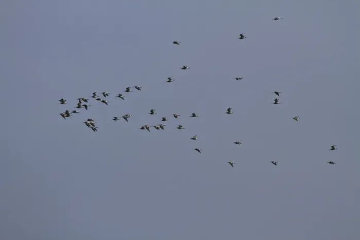 Framed Print : Flock of winter Eurasian Curlew flying over marshland north Norfolk Framed Print : Flock of winter Eurasian Curlew flying over marshland north Norfolk