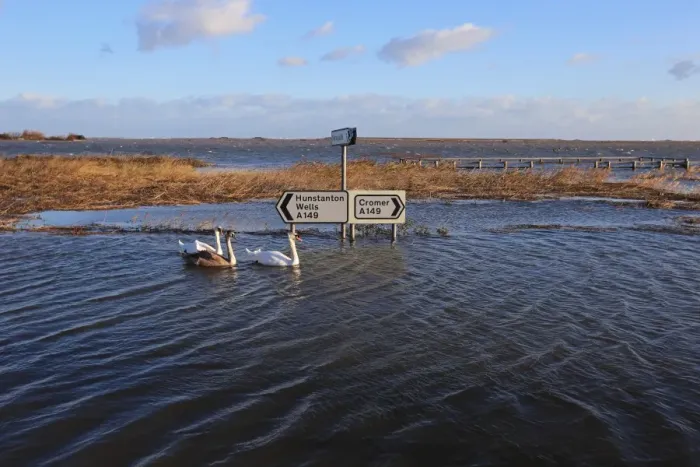 Framed Print : Flooded coast road and coastal marshland after tidal surge, with Mute Swan (Cygnus olor) adults and juvenile swimming Framed Print : Flooded coast road and coastal marshland after tidal surge, with Mute Swan (Cygnus olor) adults and juvenile swimming
