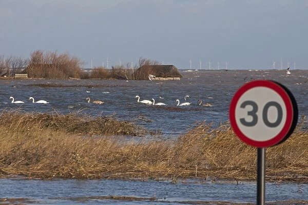 Flooded coast road and coastal marshland after tidal surge, with Mute Swans (Cygnus olor)