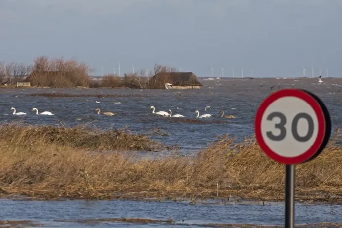 Framed Print : Flooded coast road and coastal marshland after tidal surge, with Mute Swans (Cygnus olor) Framed Print : Flooded coast road and coastal marshland after tidal surge, with Mute Swans (Cygnus olor)
