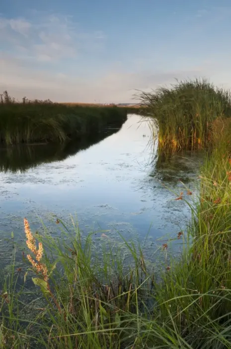 Framed Print : Flooded ditch on coastal grazing marsh habitat at sunrise, Elmley Marshes N. N. R. Isle of Sheppey, Kent, England, August