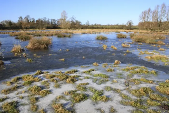 Framed Print : Flooded and frozen unimproved wet grazing meadow, River Dove, Thornham Magna, Suffolk, England, january Framed Print : Flooded and frozen unimproved wet grazing meadow, River Dove, Thornham Magna, Suffolk, England, january