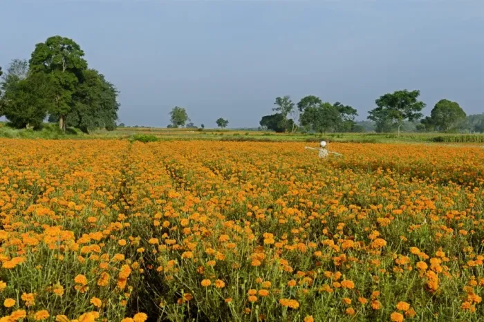 Framed Print : Floriculture, Aztec Marigold (Tagetes erecta) flowers, growing in field with scarecrow, Gundelpet, Karnataka, India Framed Print : Floriculture, Aztec Marigold (Tagetes erecta) flowers, growing in field with scarecrow, Gundelpet, Karnataka, India