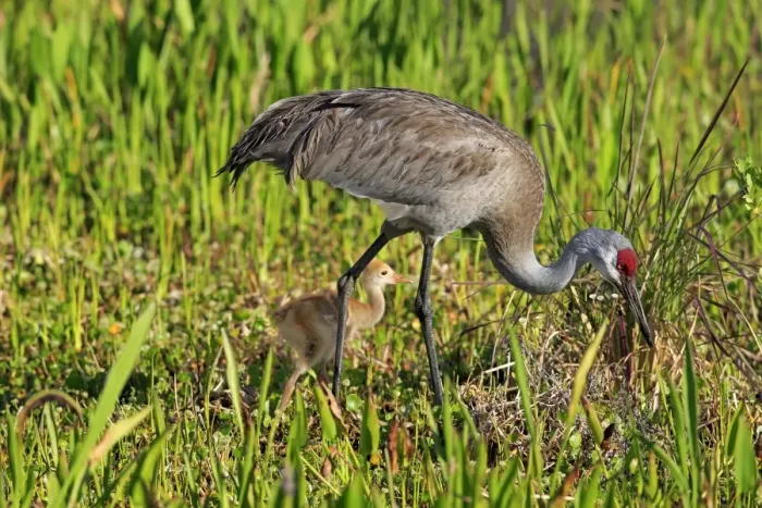 Framed Print : Florida Sandhill Crane (Grus canadensis pratensis) adult and chick, foraging in wetland, Viera Wetlands Framed Print : Florida Sandhill Crane (Grus canadensis pratensis) adult and chick, foraging in wetland, Viera Wetlands