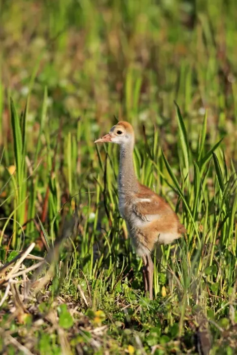 Framed Print : Florida Sandhill Crane (Grus canadensis pratensis) chick, standing in wetland, Viera Wetlands, Brevard County, Florida Framed Print : Florida Sandhill Crane (Grus canadensis pratensis) chick, standing in wetland, Viera Wetlands, Brevard County, Florida