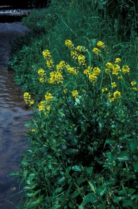 Framed Print : Flower - Cress Winter (Barbarea vulgaris) In flower next to water Framed Print : Flower - Cress Winter (Barbarea vulgaris) In flower next to water