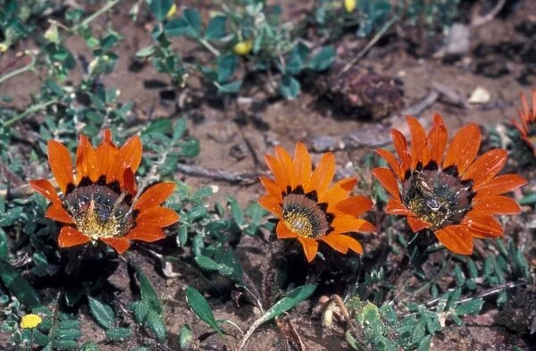Flower - Gazania Krebsiana  /  Close-up of flower on plant  /  South Africa