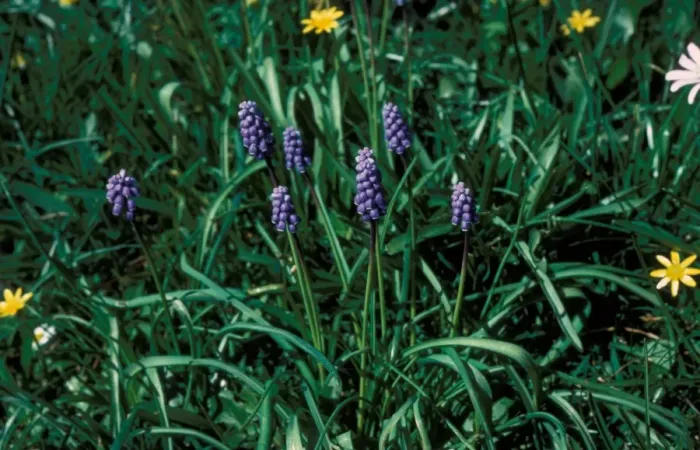 Framed Print : Flower - Hyacinth Grape Small (Muscari botryodes) of plant in flower Framed Print : Flower - Hyacinth Grape Small (Muscari botryodes) of plant in flower