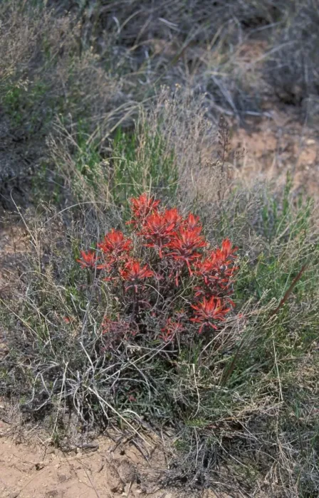 Framed Print : Flower Indian Paint Brush Plant Arizona, USA Framed Print : Flower Indian Paint Brush Plant Arizona, USA