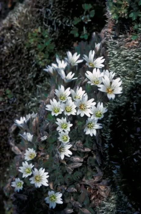 Framed Print : Flower - Mouse-eared Mountain (Cerastium arcticum ) Close-up of plant in flower / moss Framed Print : Flower - Mouse-eared Mountain (Cerastium arcticum ) Close-up of plant in flower / moss