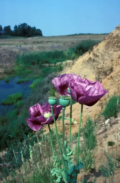 Framed Print : Flower - Opium Poppy (Papaver somniferus) Close-up / growing on sandy soil Framed Print : Flower - Opium Poppy (Papaver somniferus) Close-up / growing on sandy soil